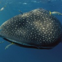 whaleshark.jpg whaleshark.jpg