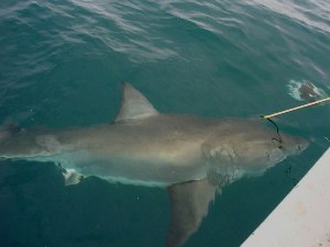 whiteshark.jpg whiteshark.jpg