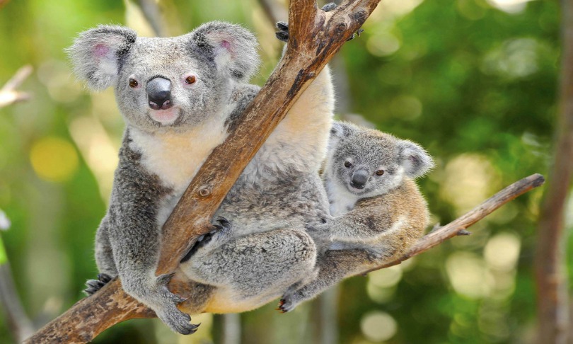 worldswildlifewonders_koala_Shutterstock