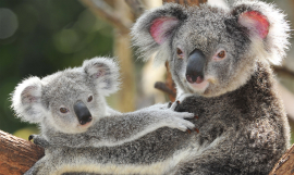 worldswildlifewonders_koalas_shutterstock