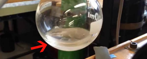13 wild science facts you probably didn't learn in high school