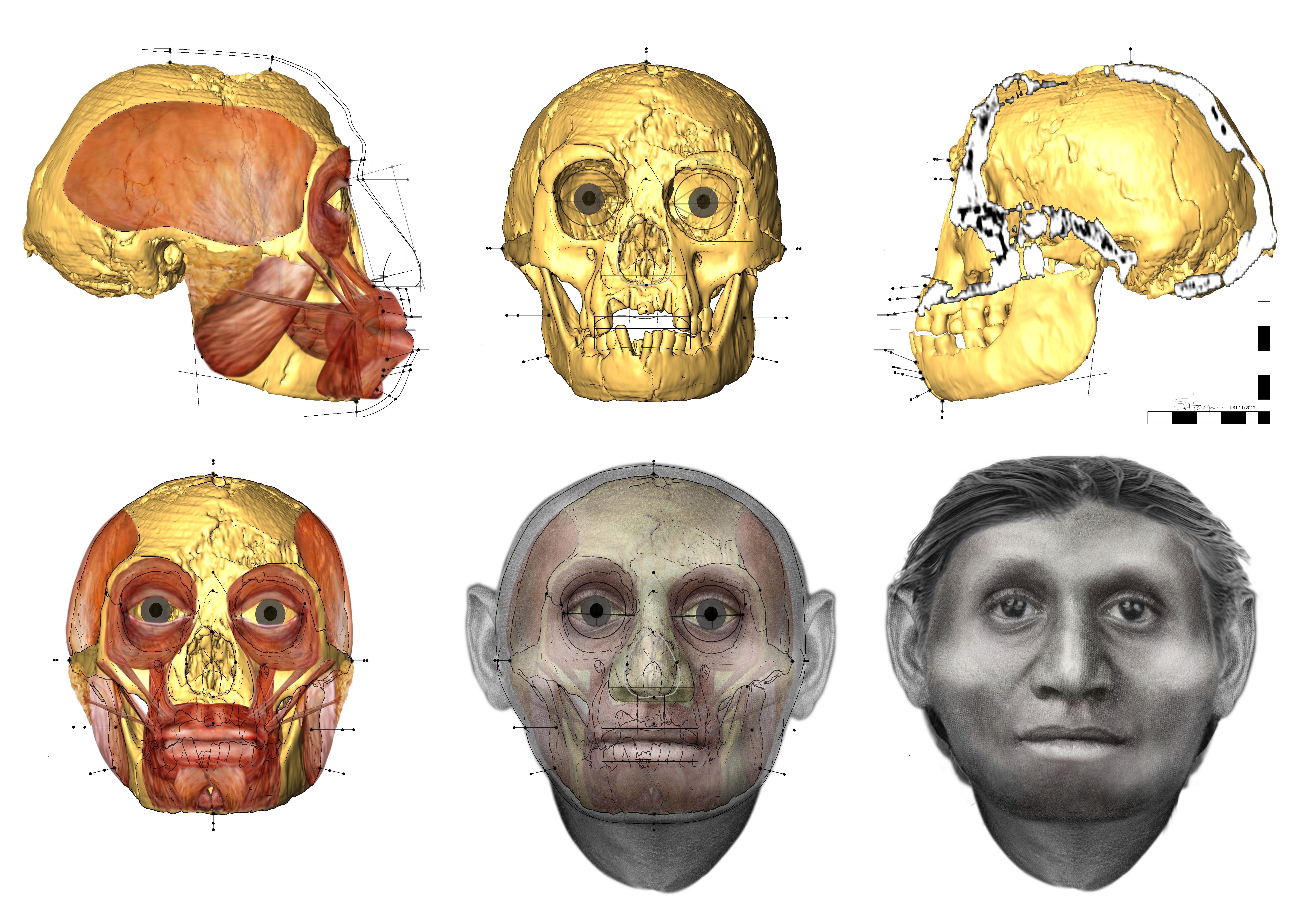 Facial approximation of the Hobbit by Dr Susan Hayes Univesrity of Wollongong