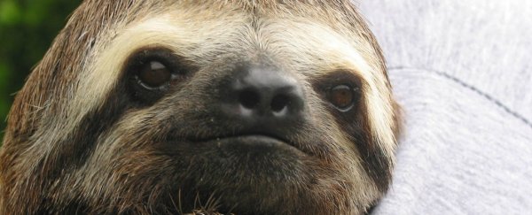 This is the horror sloths go through every time they have to poop
