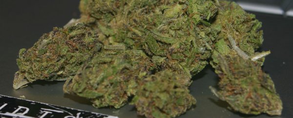 Marijuana compound removes toxic Alzheimer's protein from the brain