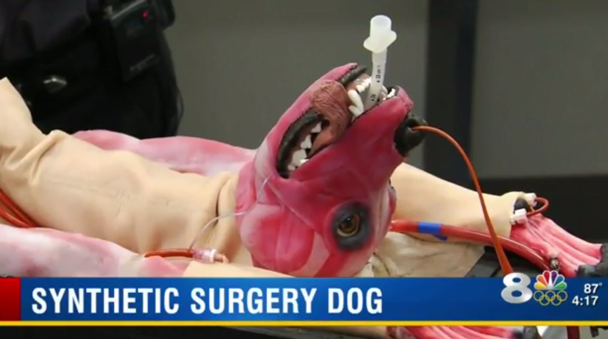 surgery-dog