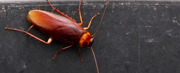 Scientists think cockroach milk could be a new superfood, and we wish we were kidding