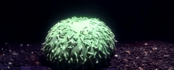 Coral bleaching has been caught on video for the first time - and it’s creepy as hell