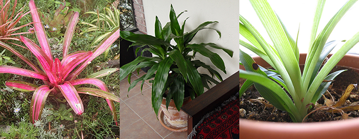 houseplants-2