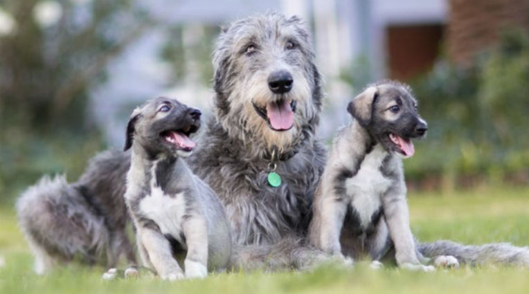 pups