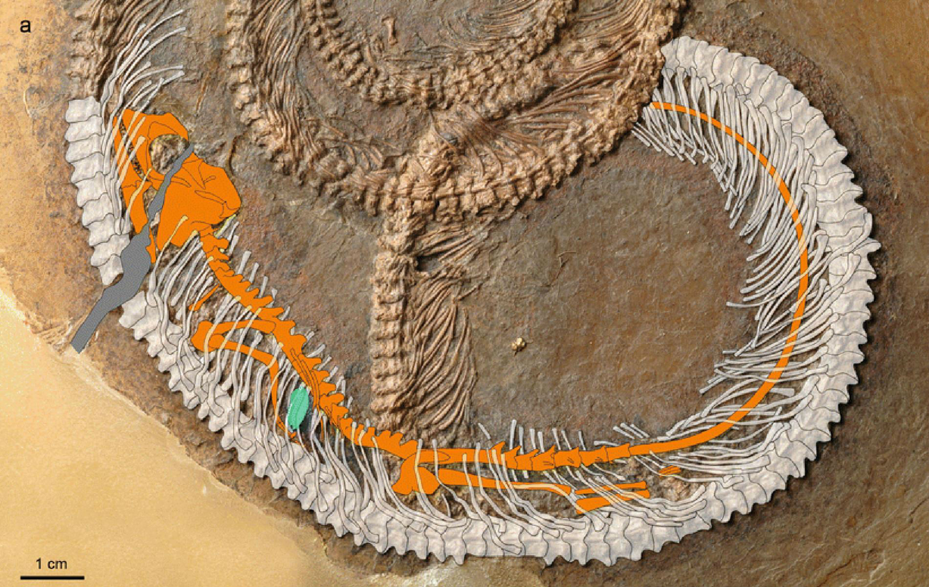 snake-fossil-image