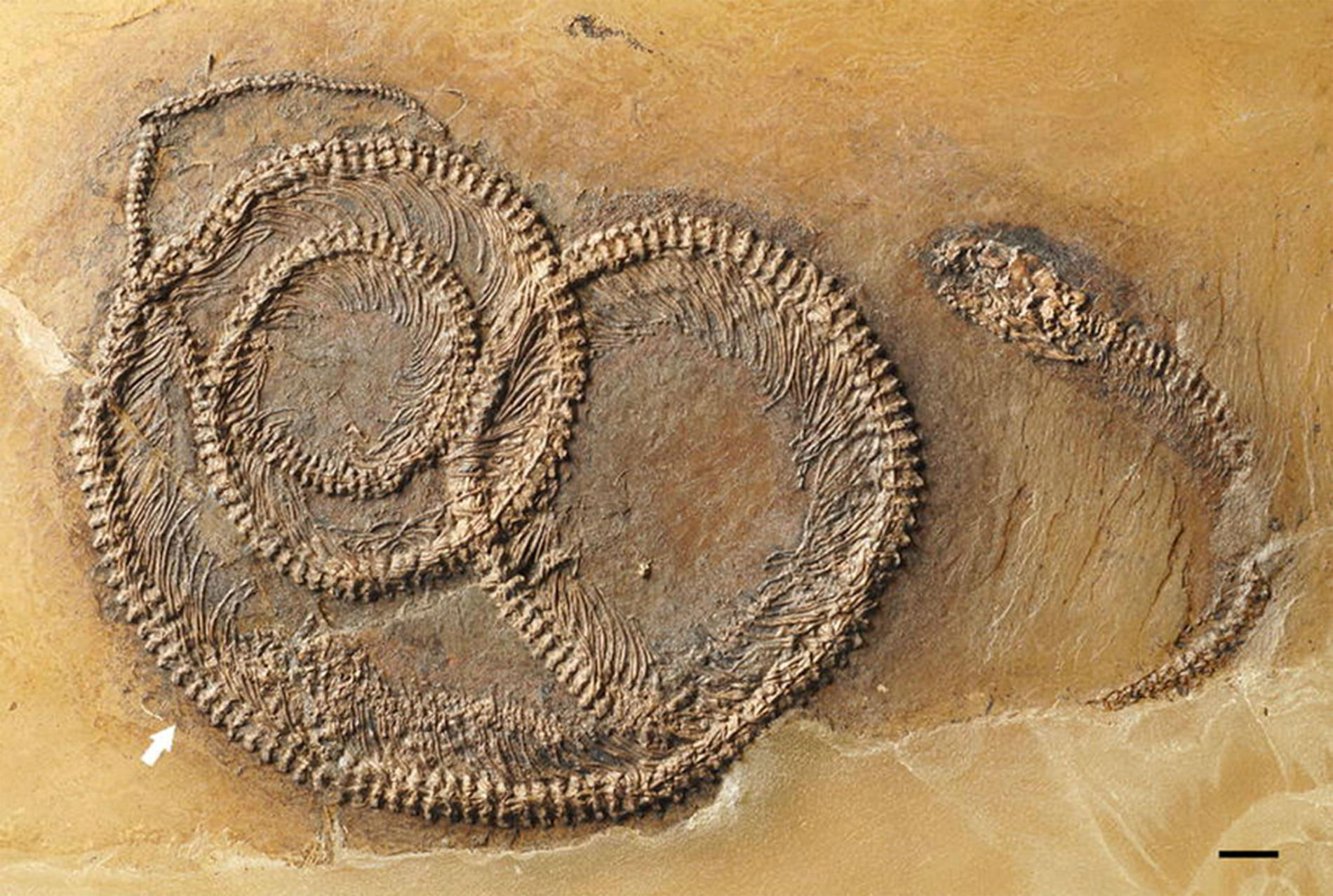 snake-fossil-main