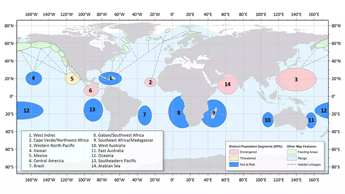 whale populations are slowly recovering this is why the