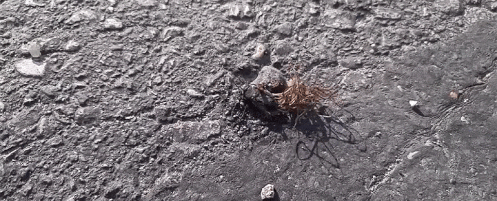 Watch Parasites Erupt From a Dead Cricket And Start The Orgy From Hell on  Its Body : ScienceAlert