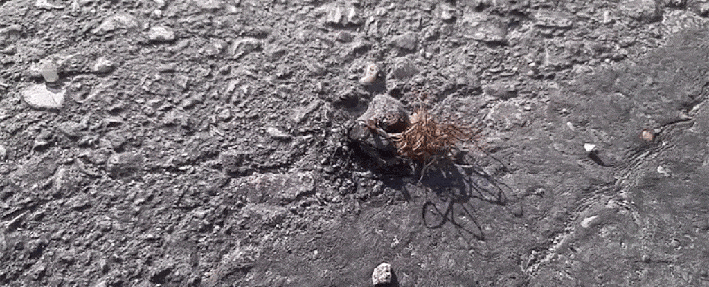 Watch Parasites Erupt From a Dead Cricket And Start The Orgy From Hell on Its Body : ScienceAlert Watch Parasites Erupt From a Dead Cricket And Start The Orgy From Hell on Its Body : ScienceAlert