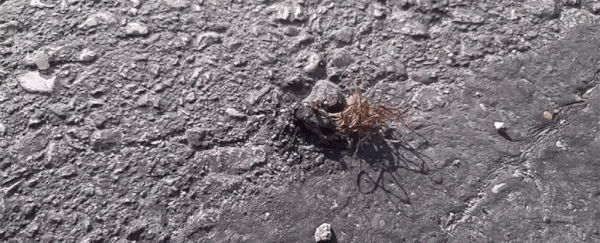 Watch parasites erupt from a dead cricket and start the orgy from hell on its body