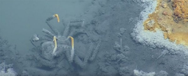 Scientists have found a lake under the sea - those who swim there won't come back alive