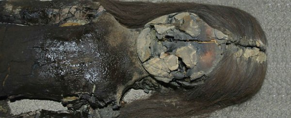 The oldest mummies in the world are turning into black slime