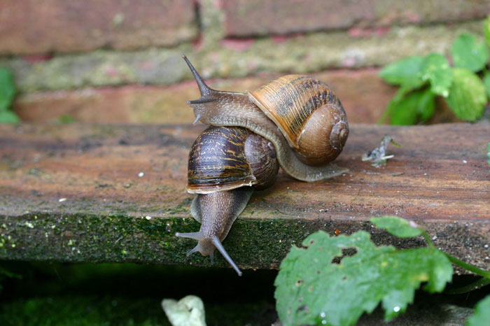 987239487293-snail2