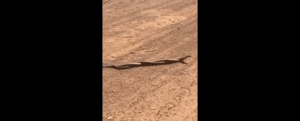Watch 2 snakes wrestle together and form a nightmarish uni-snake