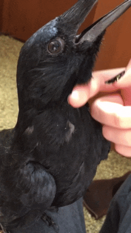 This Is What a Crow's Ear Looks Like, And It's Freaking Us Out :  ScienceAlert