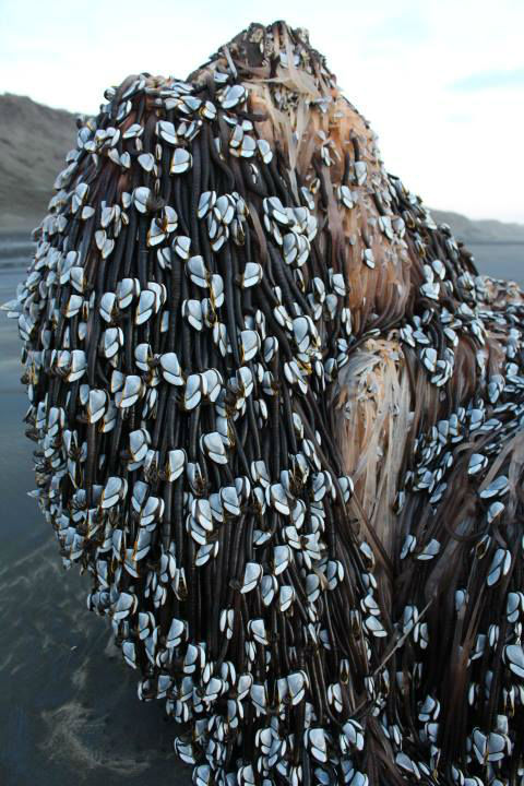 close-barnacles