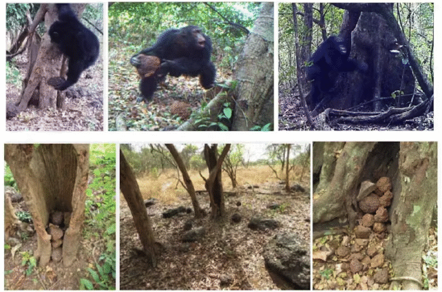 Mysterious chimpanzee behaviour could be evidence of 'sacred' rituals