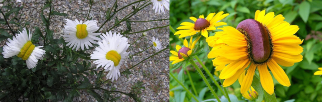 Side by side images of altered daisy images
