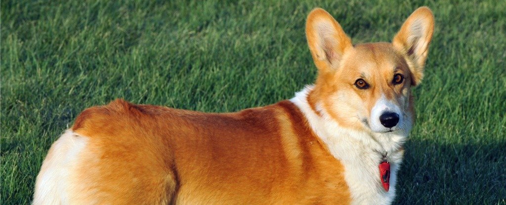 These Are The Smartest Dog Breeds According To A Canine