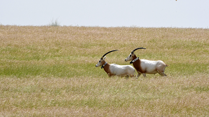 saharan-antelope-2