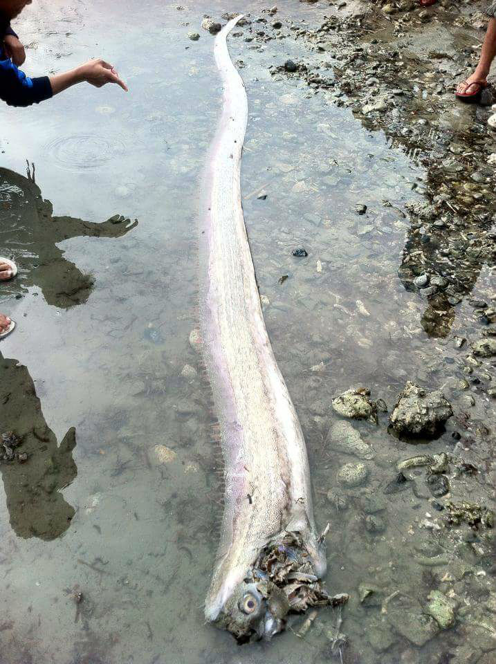 oarfish-wed