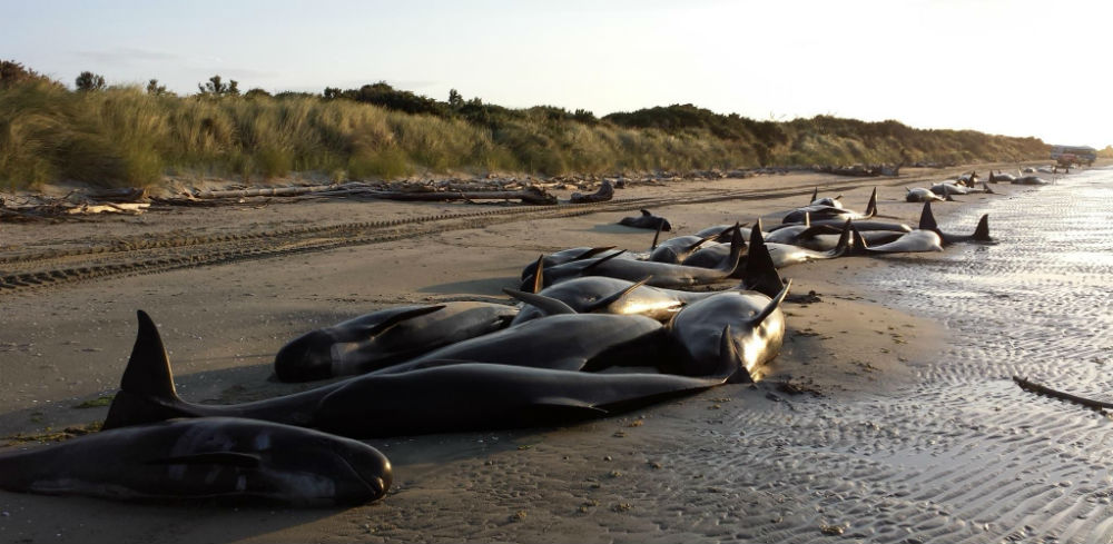 pilot-whales-nz