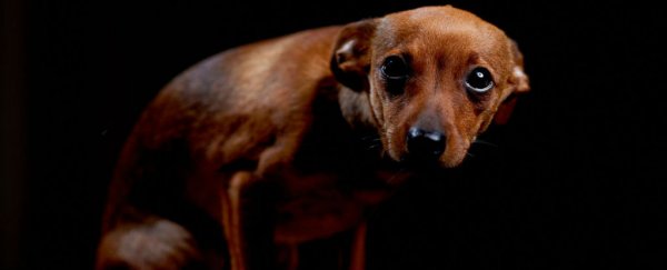 That 'guilty' look your dog is giving you isn't actually guilt