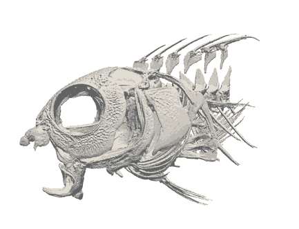 CT scan of a fang blenny