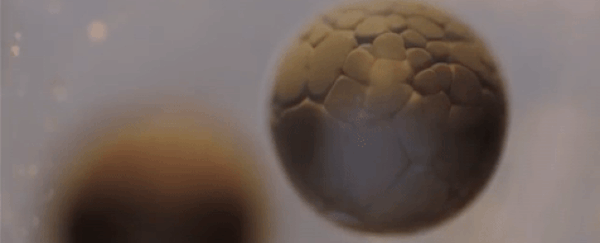 This mesmerising time-lapse of cell division is real, and it's spectacular