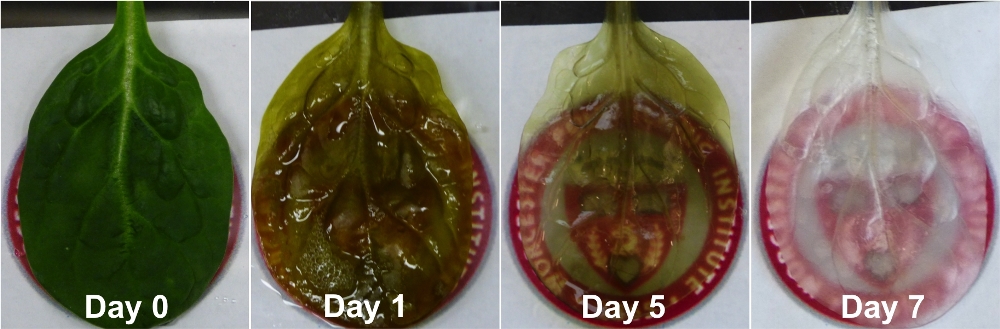 spinach leaf drained of cells timelapse