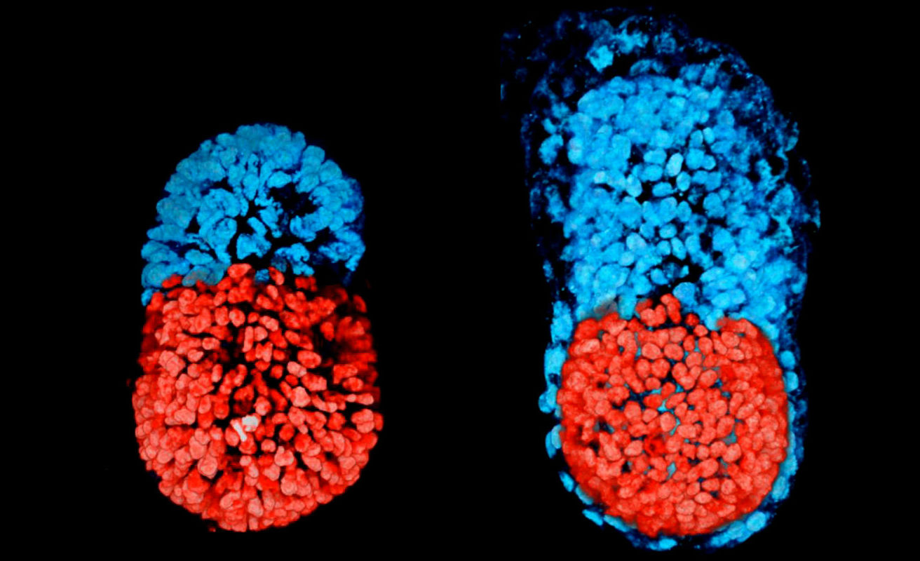 mouse-embryos-full