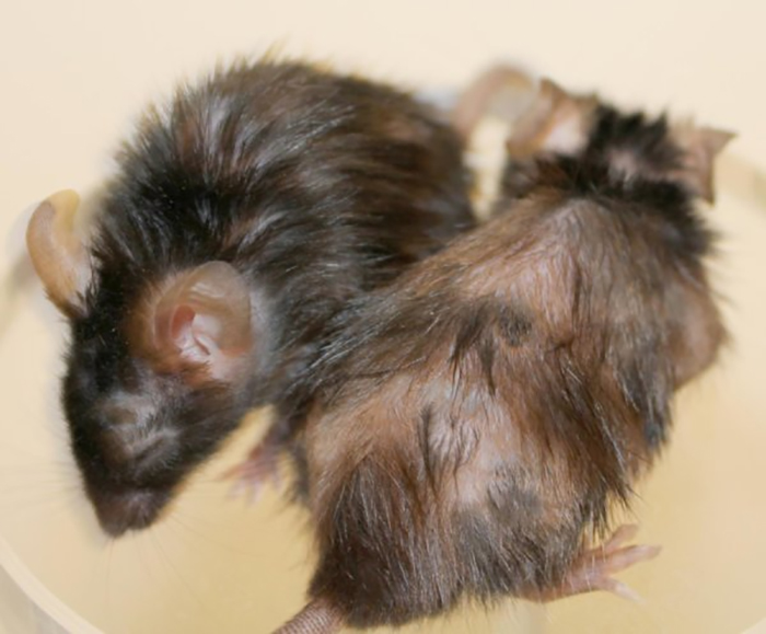 mouse-hair-growth