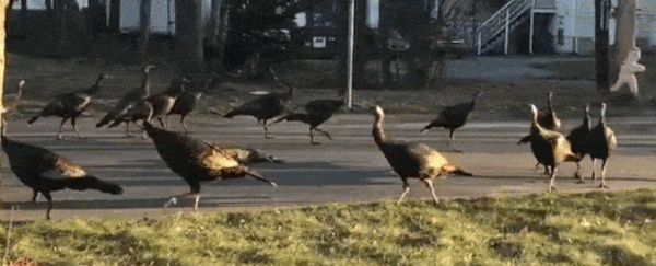 Turkeys Performed a 'Death Dance' Around a Cat Corpse, and it's Creepy as Hell