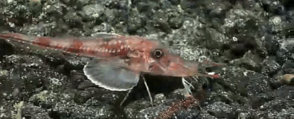5 truly bizarre lifeforms recently spotted in the deep Pacific