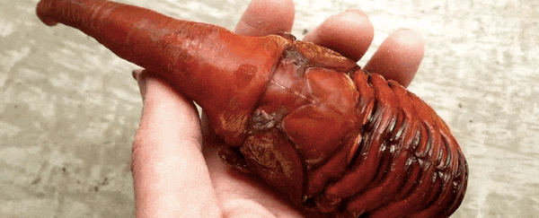 This weird AF Hercules beetle pupa is our new favourite alien baby