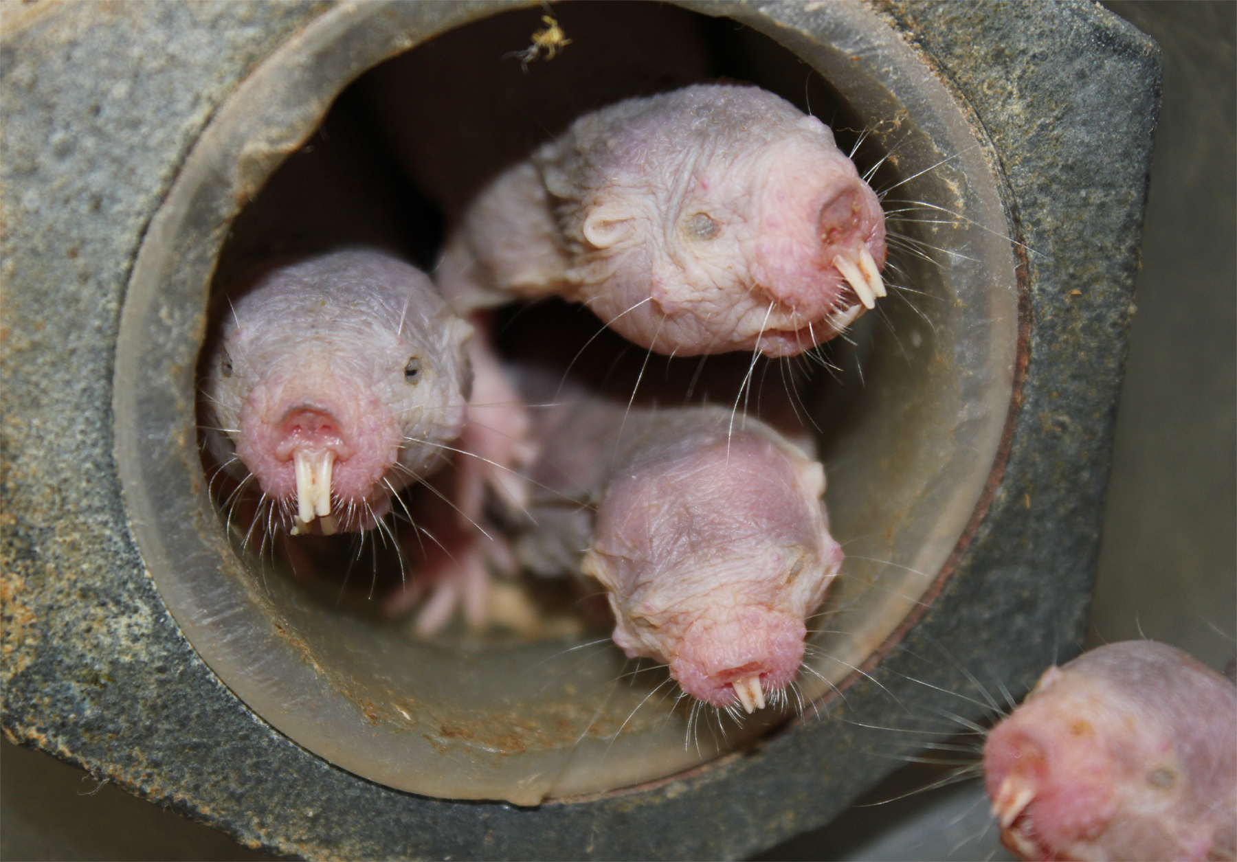 Naked mole rats just got weirder - when they dont get 