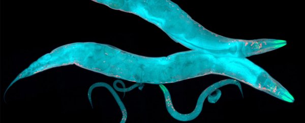 Scientists have observed epigenetic memories being passed down for 14 generations