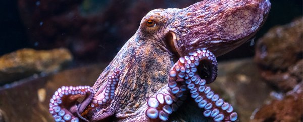 Octopus Species Chart