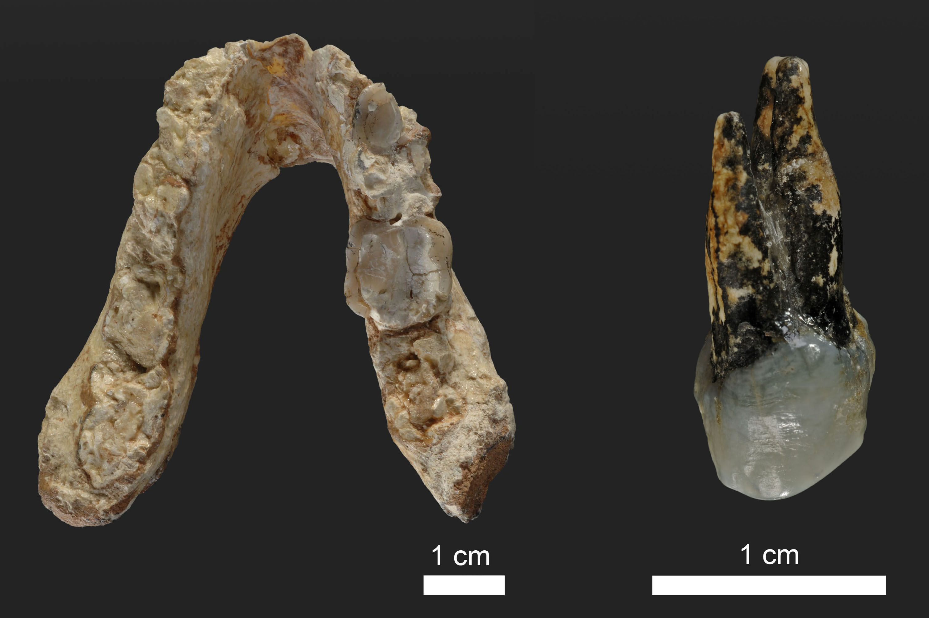 graecopithetucus fossils plos one