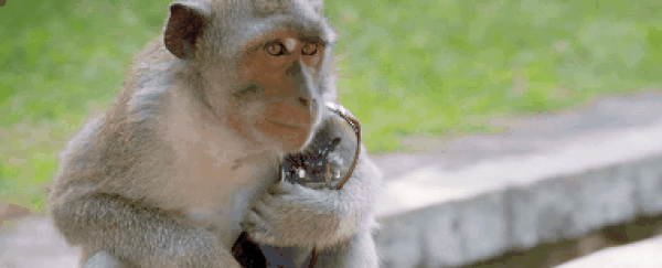 How wild monkeys embraced the thug life to sell stolen human valuables for food