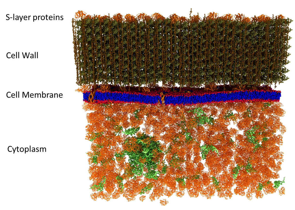 nanopic lipidraft