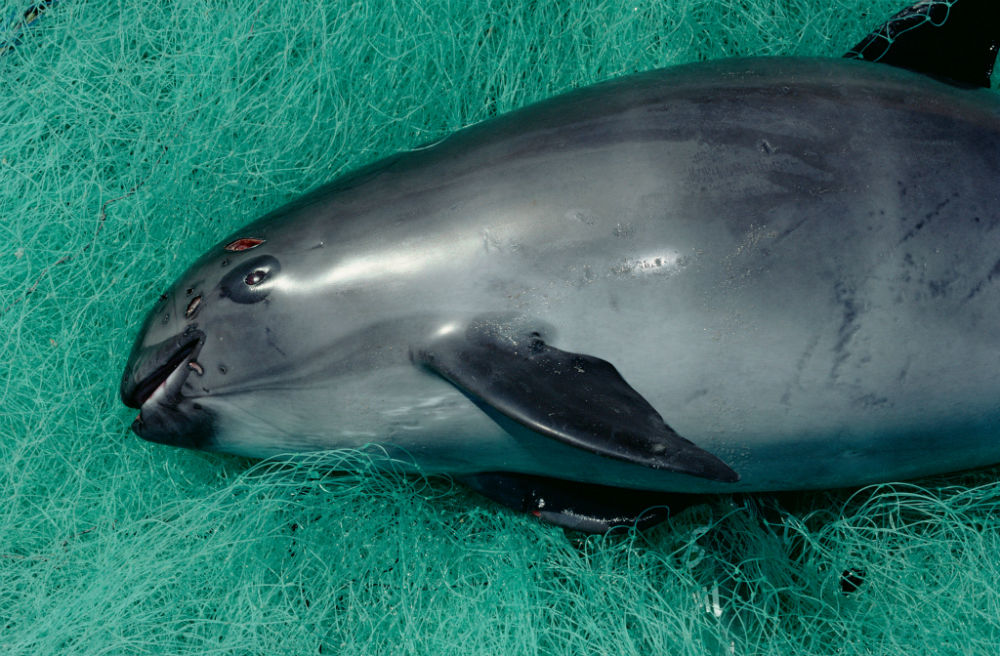 vaquita dead