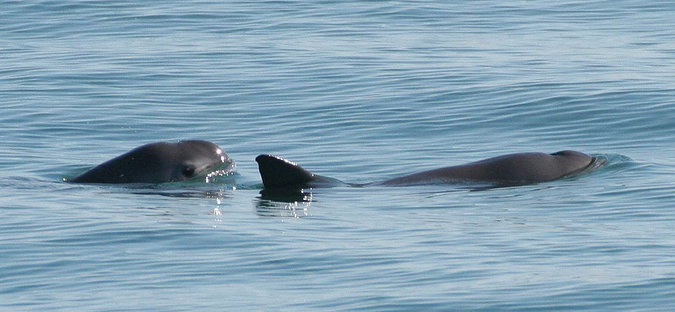 vaquita sea