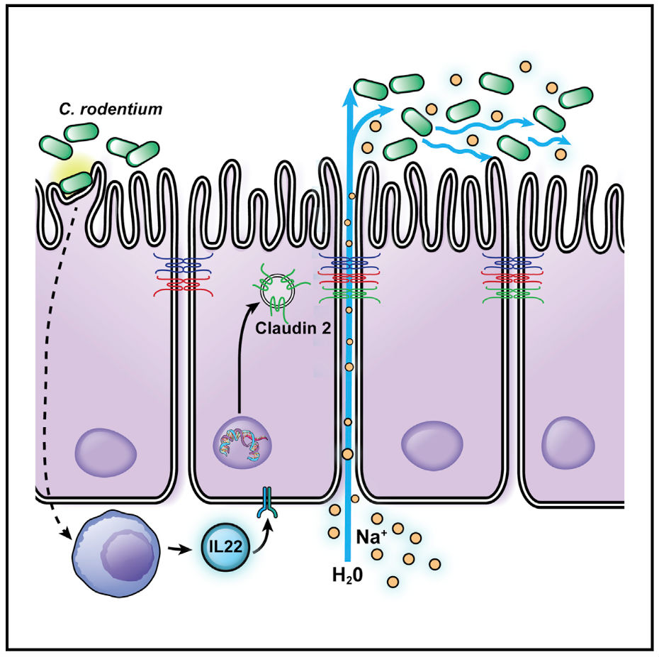 bacteria june new