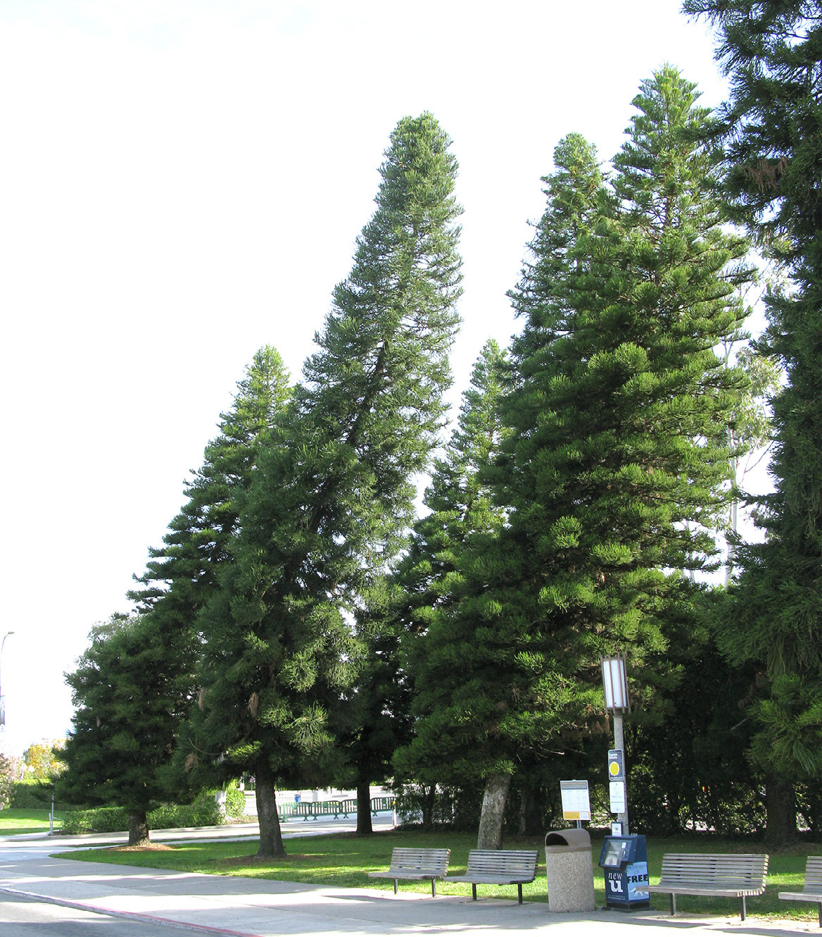 Campus de la Universidad de California Cook Pine